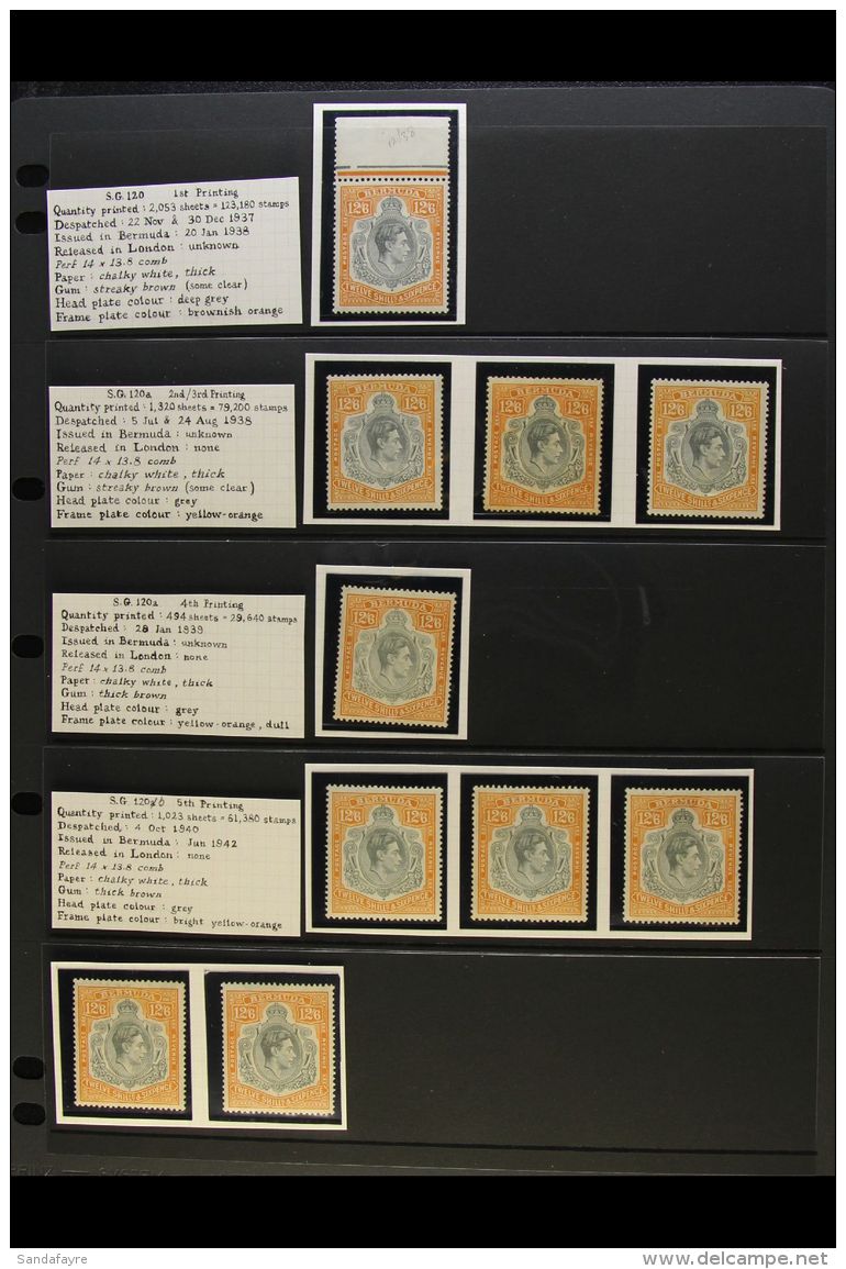 1938-53 12s6d KGVI KEY PLATES. FINE MINT SPECIALIZED COLLECTION In Hingeless Mounts On Stock Pages With Identified... - Bermuda