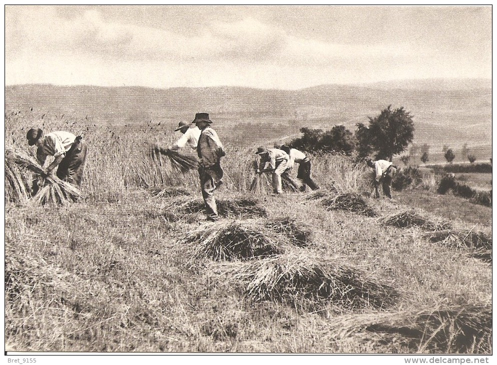 AUVERGNE LA MOISSON A LA FAUCILLE 1906 - Auvergne