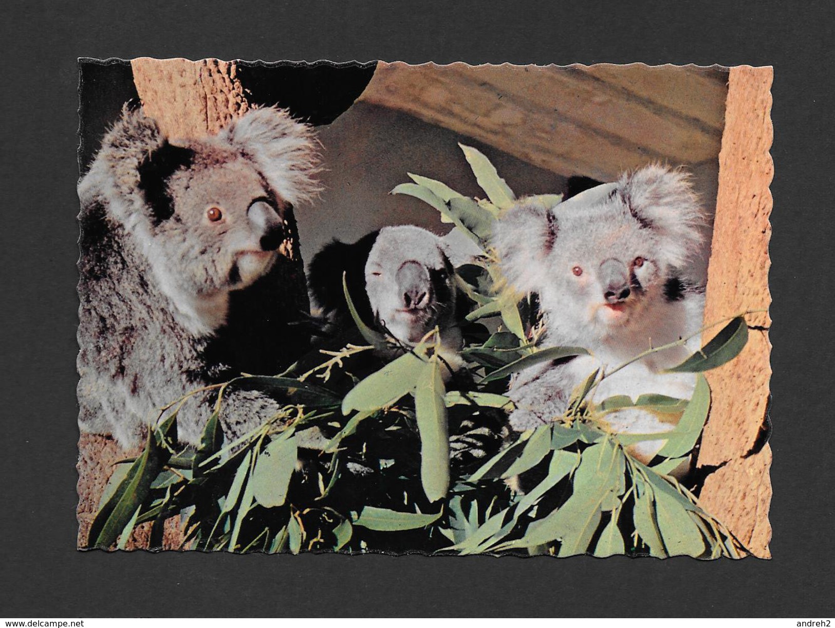 ANIMAUX - ANIMALS - A GROUP OF AUSTRALIAN KOALAS - BY NU COLOR VUE - Autres & Non Classés