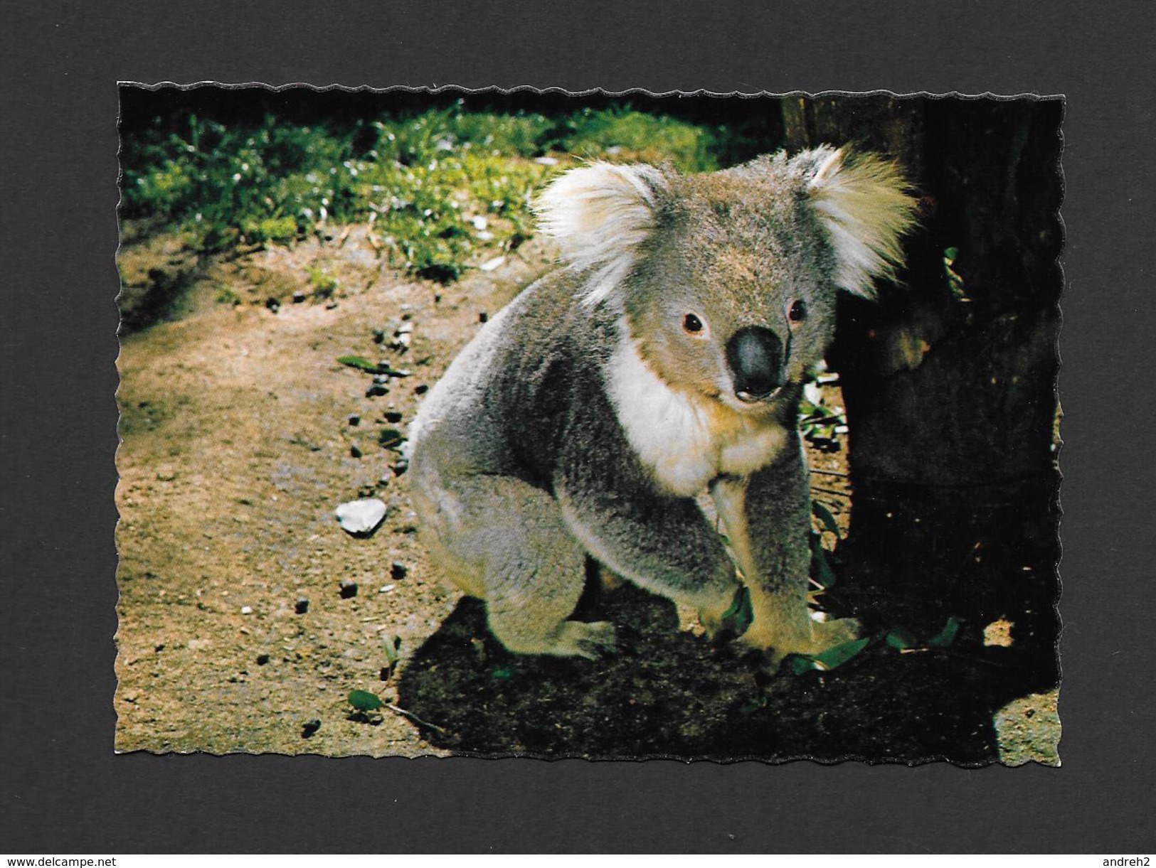 ANIMAUX - ANIMALS -  AUSTRALIAN KOALA ONE OF THE WORLD'S MOST APPEARING AND HARMLESS ANIMALS - PHOTO FRANK PARK - Autres & Non Classés