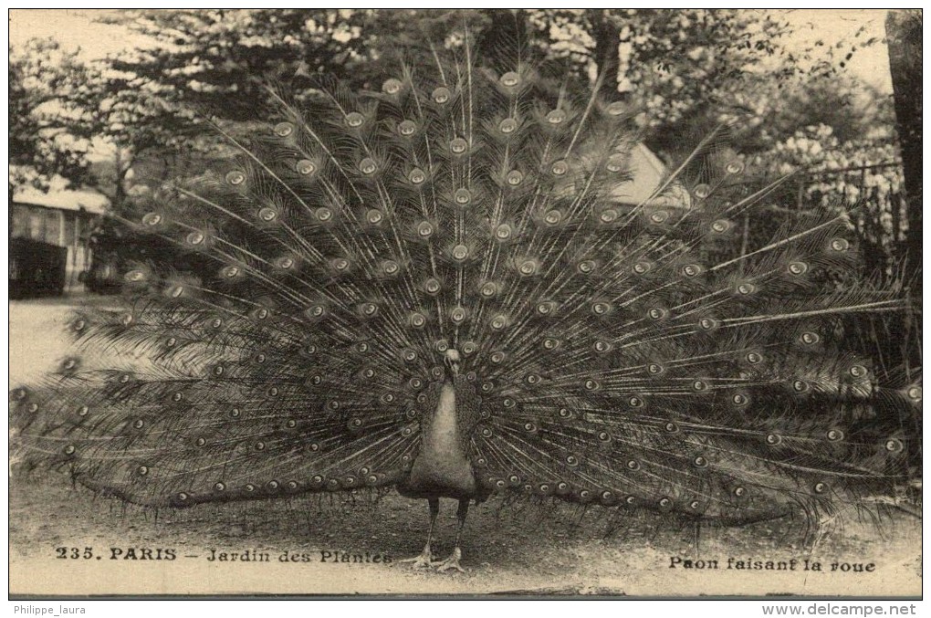 PAVO REAL / PEACOCK / PAON / PFAU. - PARIS - Pájaros