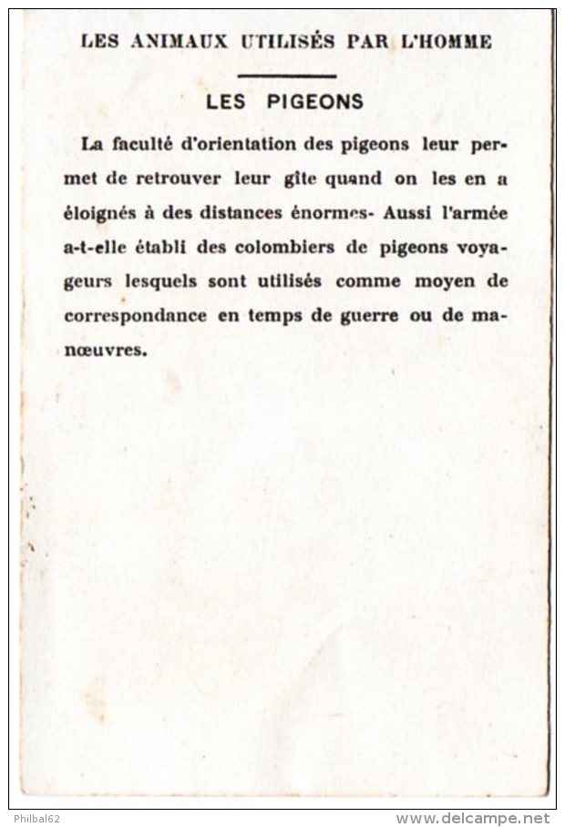 Les Animaux Utilisés Par L´homme : Les Pigeons. - Sonstige & Ohne Zuordnung