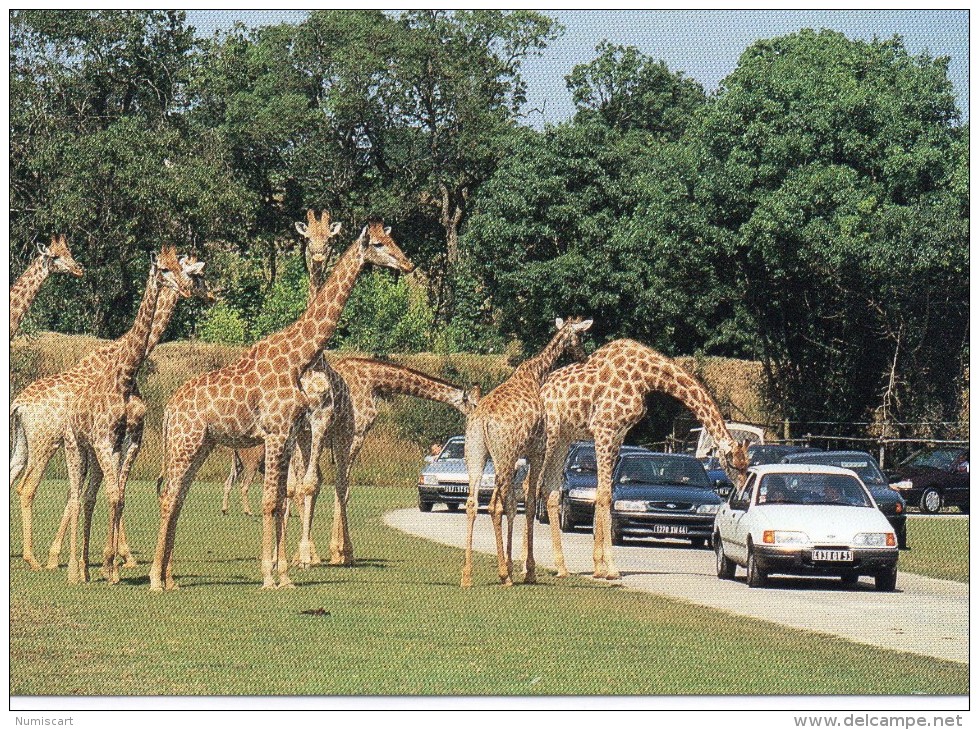 Port St-Père.. Safari Africain Girafes Zoo Voitures Animaux - Altri & Non Classificati