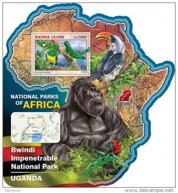 Sierra Leone. 2016 Bwindi Impenetrable National Park UGANDA. (518b) - Gorillas