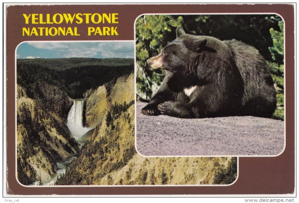 Yellowstone National Park, Lower Falls, Black Bear, 1989 Used Postcard [18653] - Yellowstone