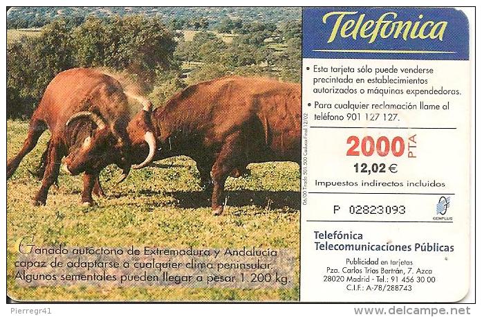 CARTE-PUCE-ESPAGNE-2000-TOROS-COMBAT-TBE - Cows