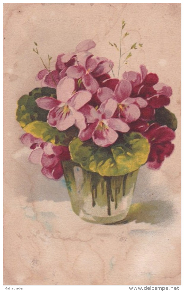 Catharina Klein - Very Old Postcard - Purpleflower Violet Flower - Klein, Catharina