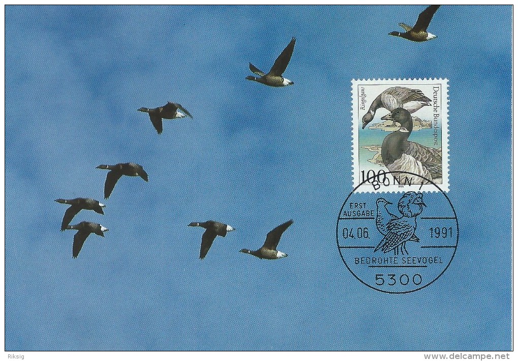 Branta Bernicla  Ringelgans  Brentgoose  Maxicard  Fdc. Germany.# 05090 - Oies