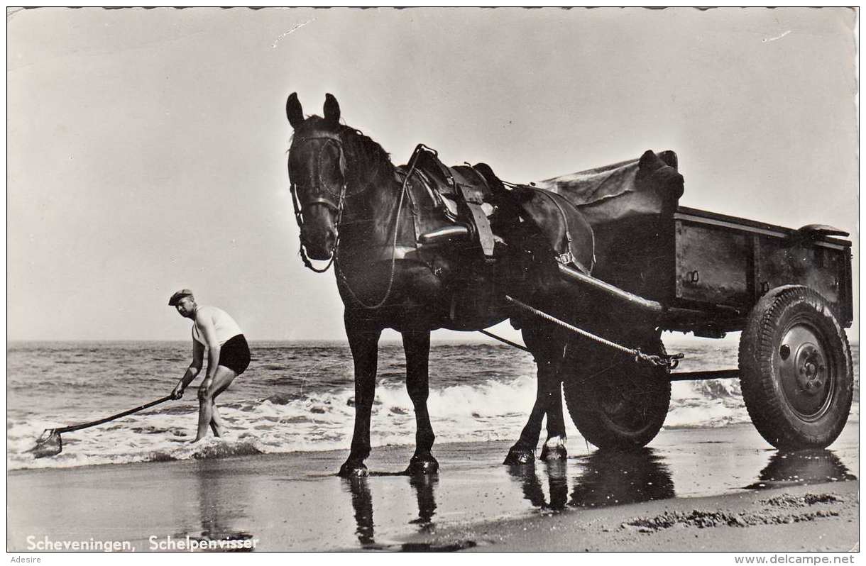 SCHEVENINGEN (Niederlande) - Schelpenvisser, Gel.1957 - Scheveningen