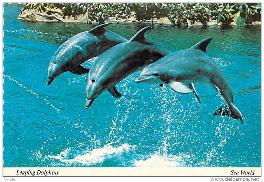 PIE-16 063 :  DOLPHIN DAUPHIN - Dauphins