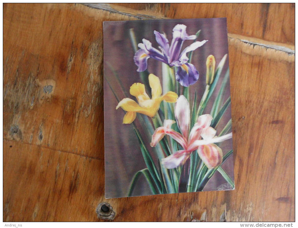 3D Postcards   Flowers  Iris - Fiori