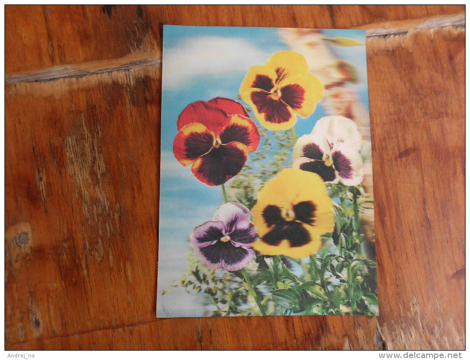 3D Postcards   Flowers Pansy - Fiori