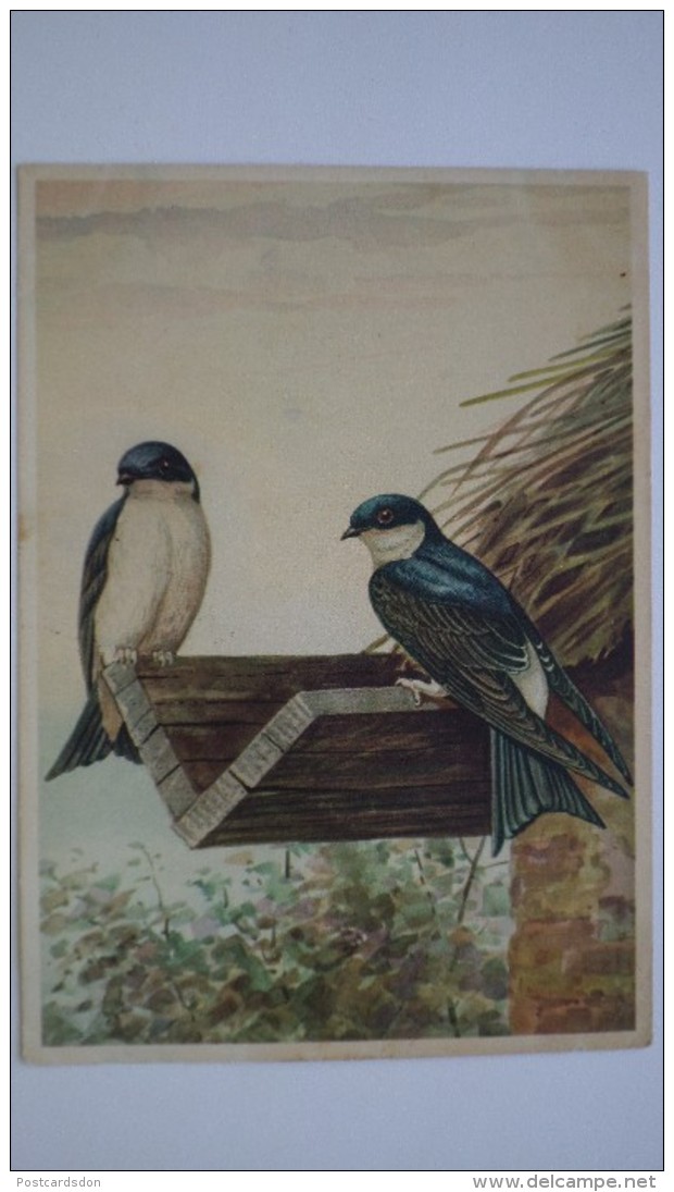 Avaler  - Swallow  Bird - Old USSR Postcard - 1950s  Rare! - Oiseaux