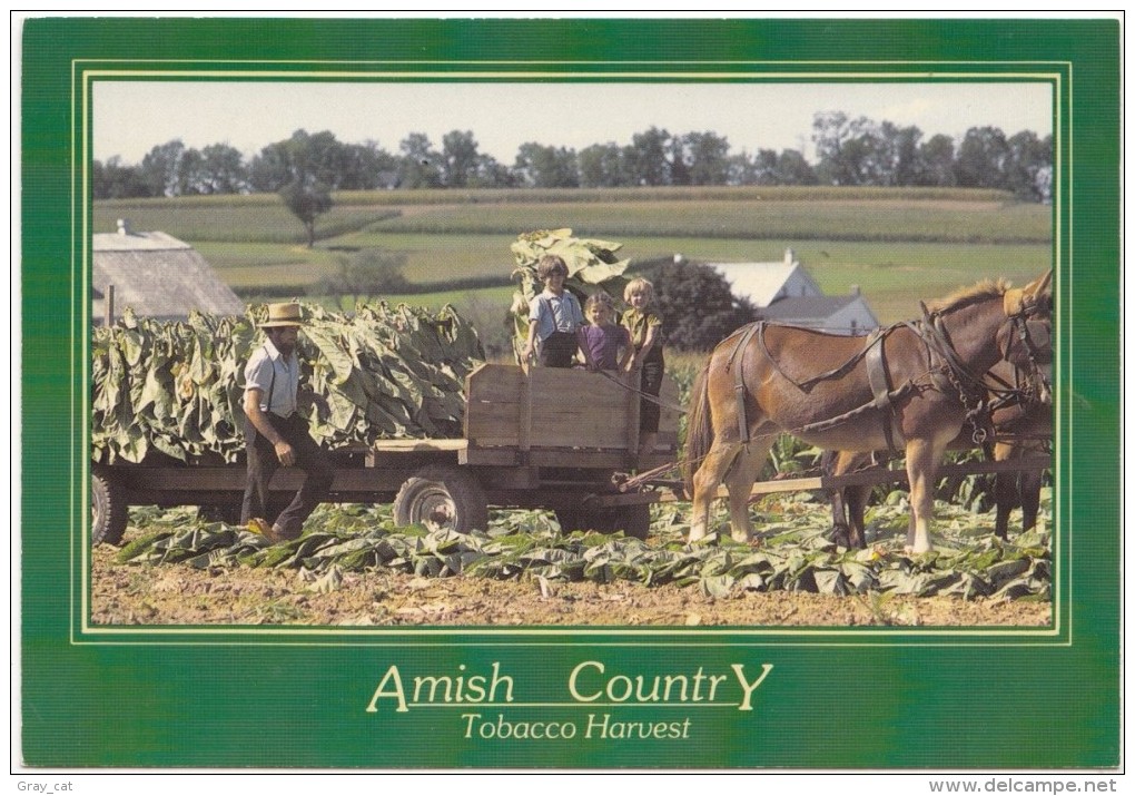 Amish Country, Tobacco Harvest, PA, Unused Postcard [18754] - Lancaster