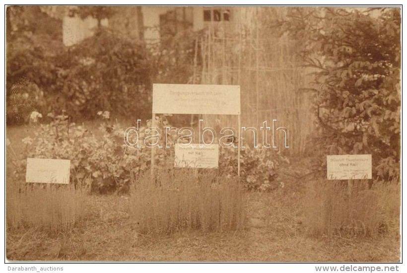 T2/T3 Düngungsversuch Mit Lein Von Georg Lotter Hinterholz / Agricultural Experiment Of Georg Lotter... - Non Classificati