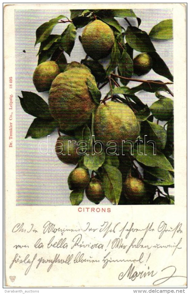 T3 Citrons / Lemon, Dr. Trenkler Co. No. 18495 (EB) - Non Classificati