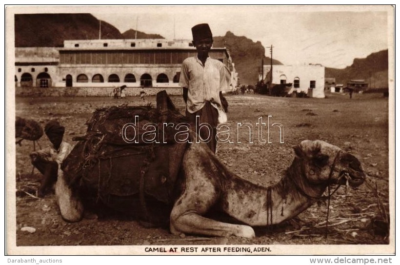 T2 Aden, Camel At Rest After Feeding; Folklore - Zonder Classificatie