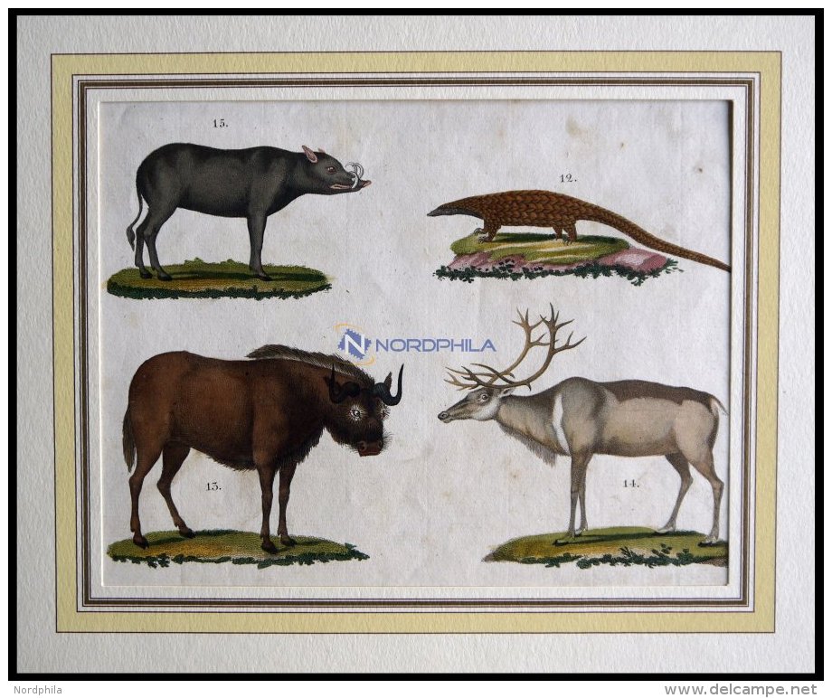 4 Verschiedene Säugetiere (Phatagin, Saiga-Antilope, Renntier U. Hirscheber) Auf Einem Blatt, Altkolorierter Kupfer - Lithographies