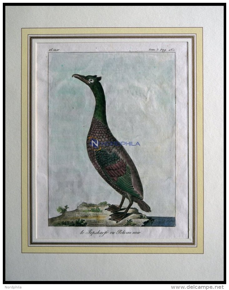 Der Pelikan (le Jopskarfr Ou Pelican Noir), Kolorierter Kupferstich Von Olafsen Aus Atlas Du Voyage En Islande Von 1802 - Lithographies