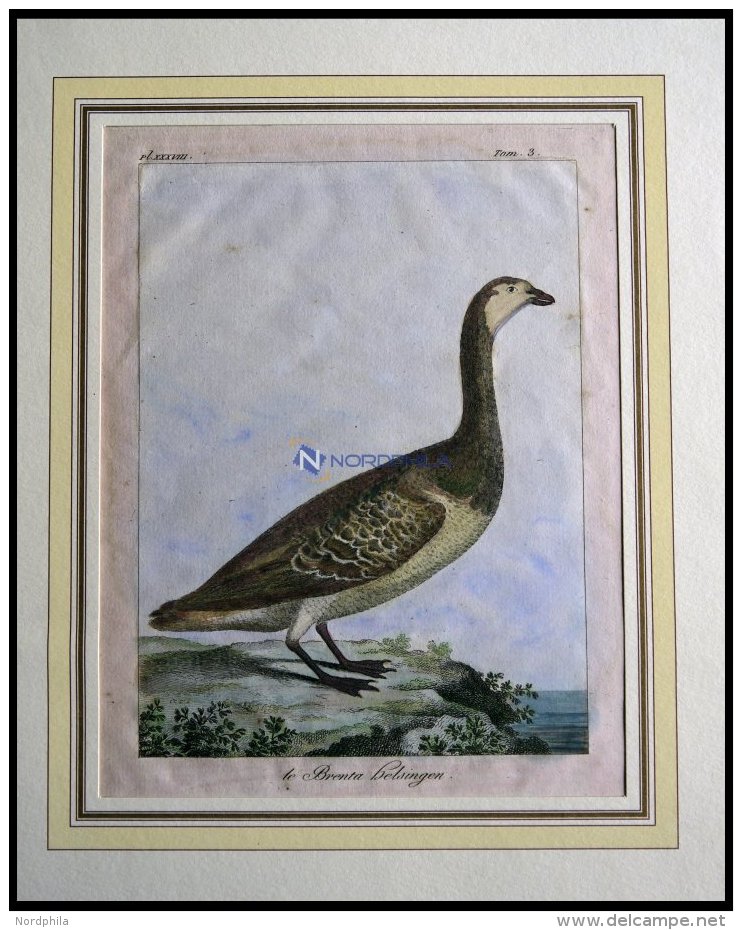 Der Gänsevogel (le Brenta Helsingen), Kolorierter Kupferstich Von Olafsen Aus Atlas Du Voyage En Islande Von 1802 - Lithographies