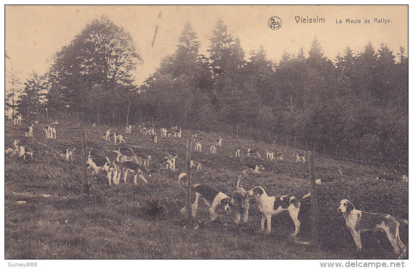 Vielsam - La Meute De Rallye (chiens, Chasse, Animée) - Vielsalm