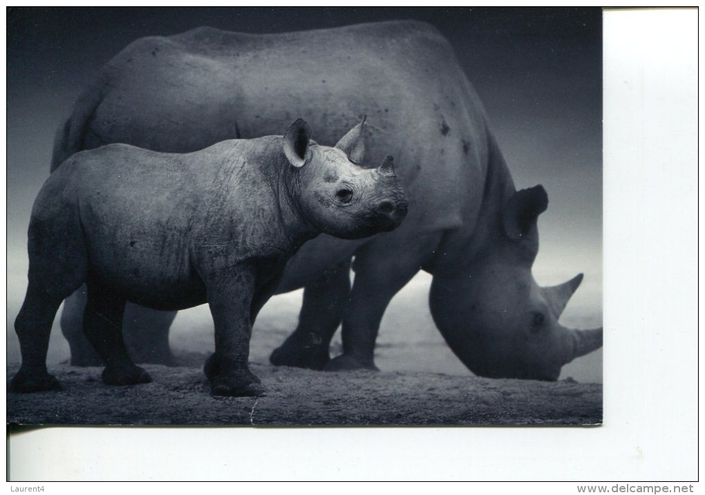 (494) Rhinoceros - - Rhinocéros