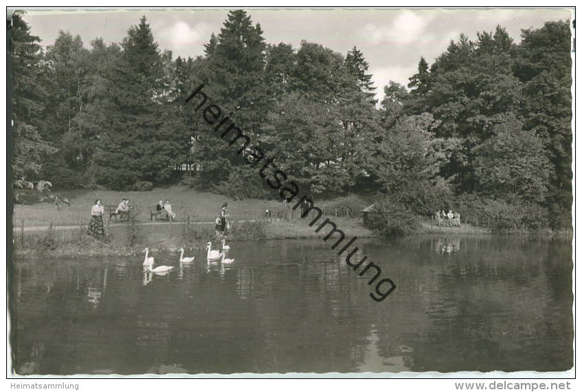 Bad Steben - Schwanenweiher - Foto-Ansichtskarte - Verlag Gardill Bamberg - Bad Steben