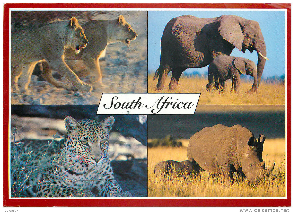 Wild Animals, South Africa Postcard Posted 2006 Stamp - South Africa