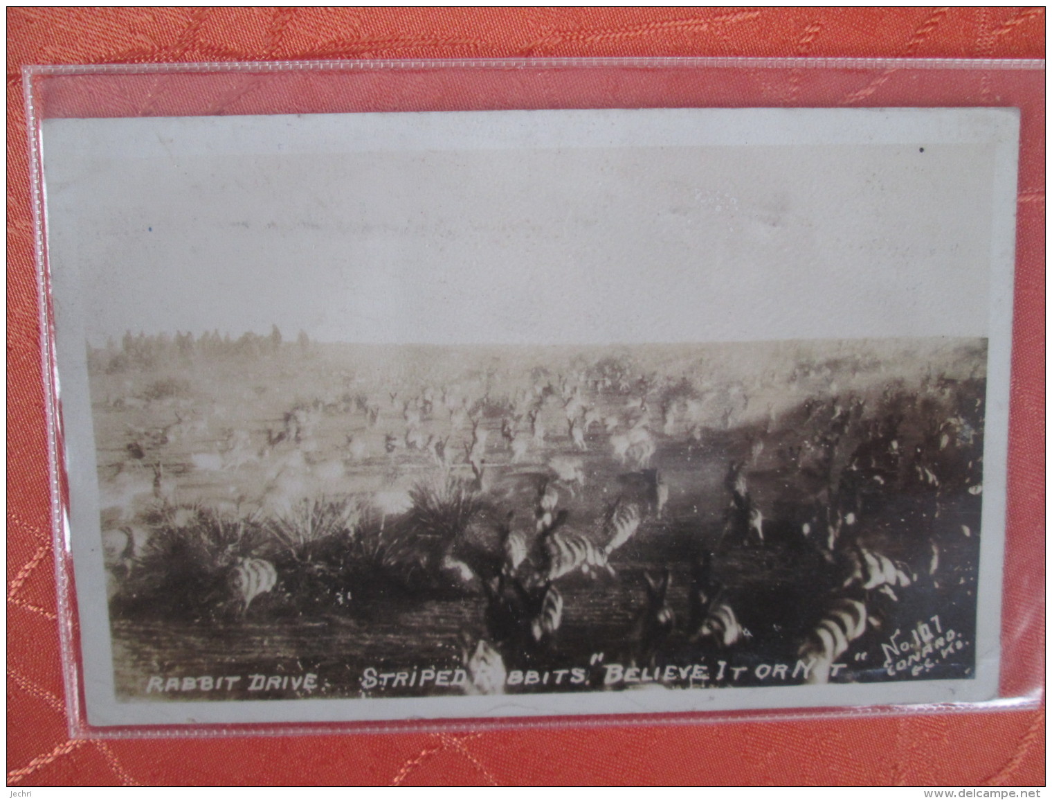 CARTE PHOTO . RABBIT DRIVE . STRIPED RABBITS - Other & Unclassified