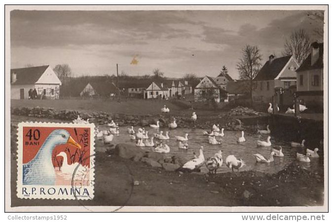 48011- DOMESTIC GEESE, BIRDS, MAXIMUM CARD, 1975, ROMANIA - Ganzen