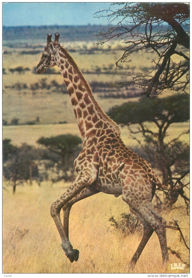 CPM - Girafe - Faune Africaine - Giraffe