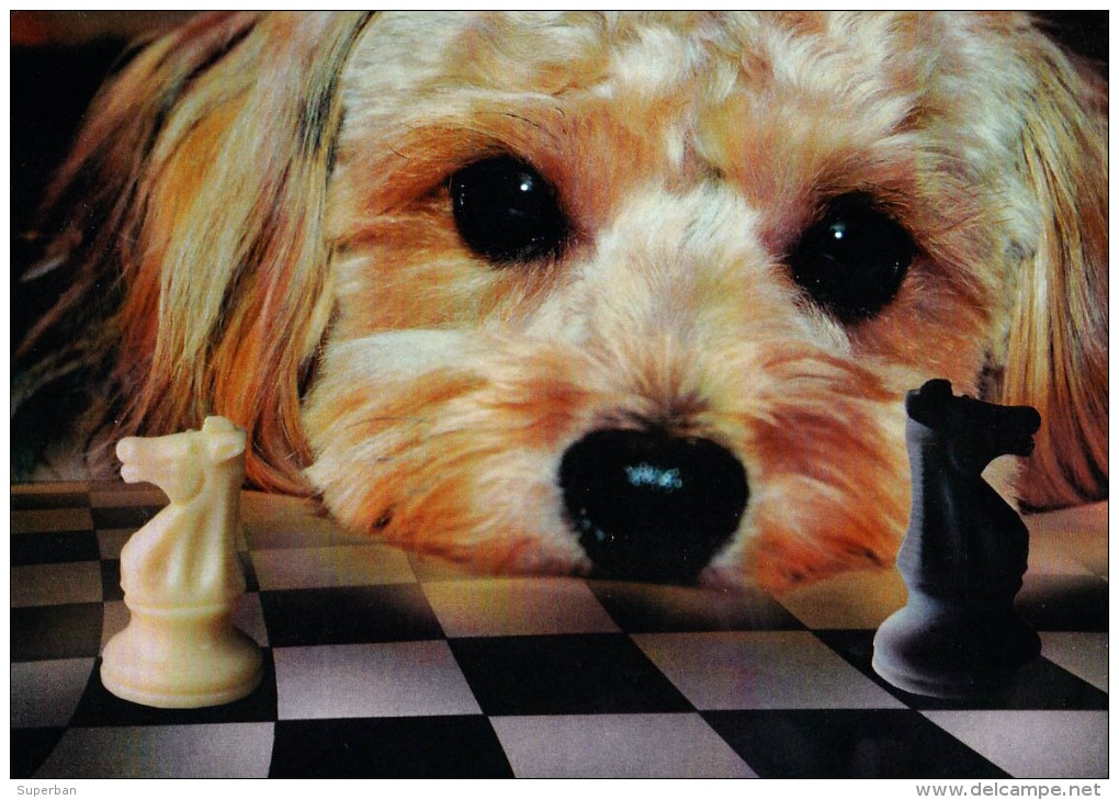 CHIEN Aux ÉCHECS / DOG At CHESS / SCHACH Und HUND - CAISSA / KECSKEMET (u-859) - Chess
