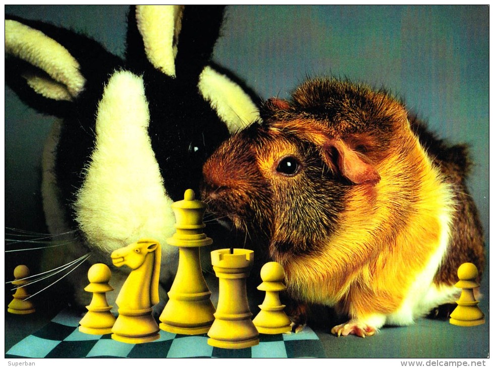 COCHON D'INDE Aux ÉCHECS / GUINEA PIG At CHESS / SCHACH Und MEERSCHWEINCHEN - CAISSA / KECSKEMET (u-862) - Chess