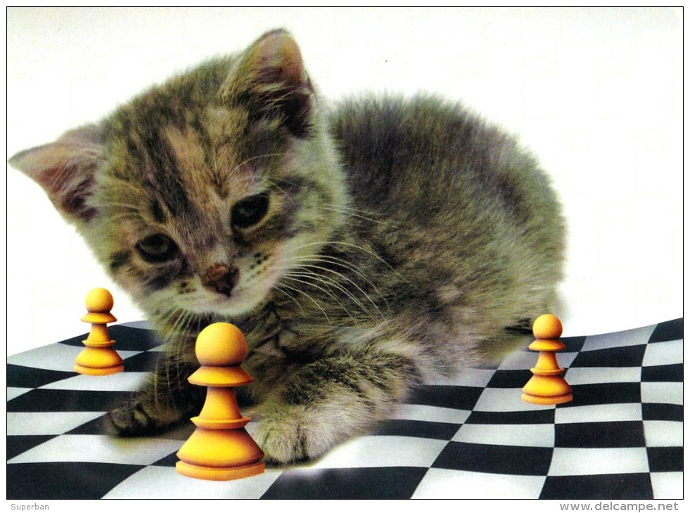CHAT Aux ÉCHECS / CAT At CHESS / SCHACH Und KATZE - CAISSA / KECSKEMET (u-868) - Chess