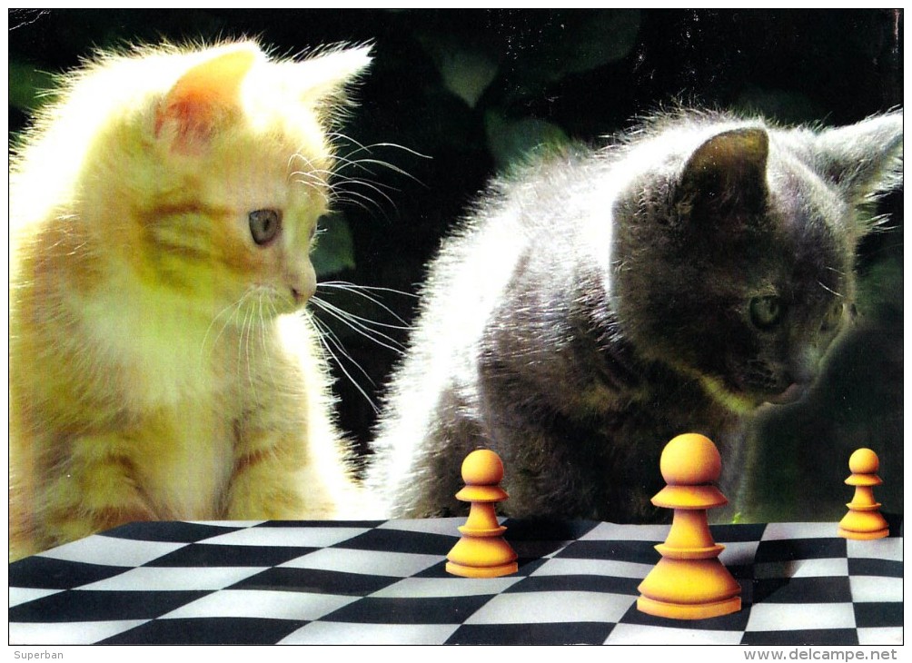 CHAT Aux ÉCHECS / CAT At CHESS / SCHACH Und KATZE - CAISSA / KECSKEMET (u-869) - Schaken