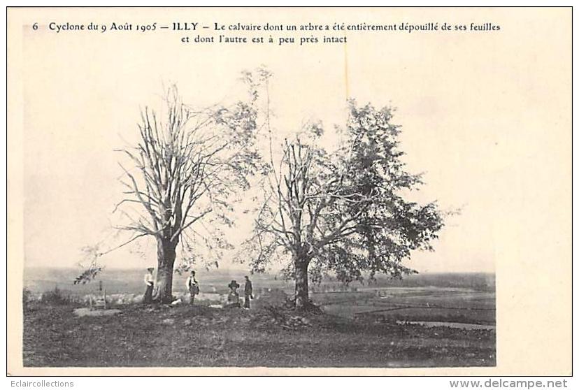 Illy        08       Cyclone De 1905 .  Arbres Dévastés - Other & Unclassified