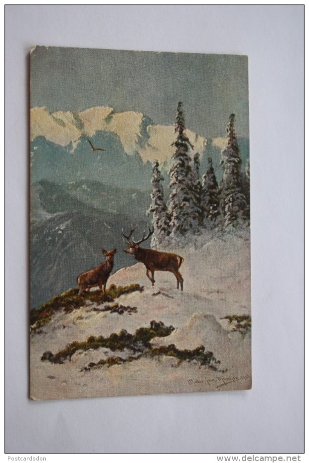 DEER By MULLER Vintage Color PC  - Hunting / Chasse - Male Deer  - Old Vintage Postcard - Mueller, August - Munich