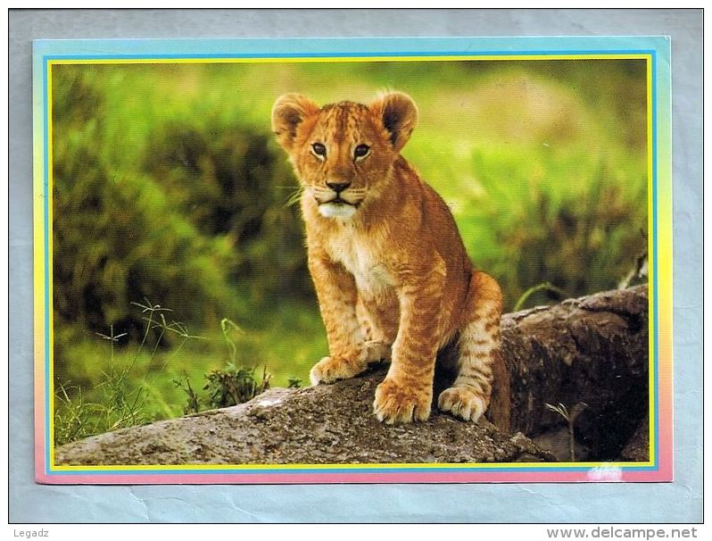 CPM - Faune Sauvage - SS59. African Wildlife - Lion Cub - Löwen