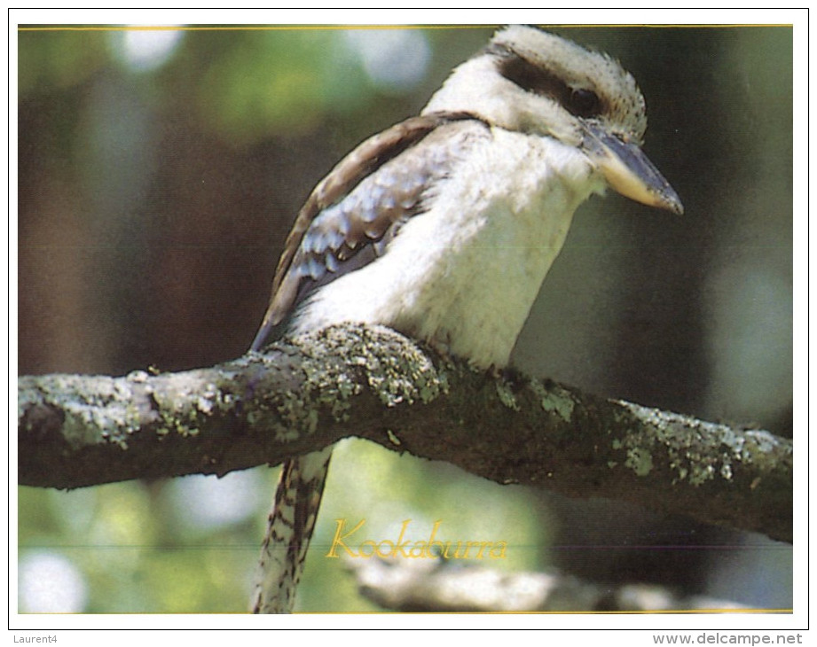 (237) Australia - Bird - Kookaburra - Birds