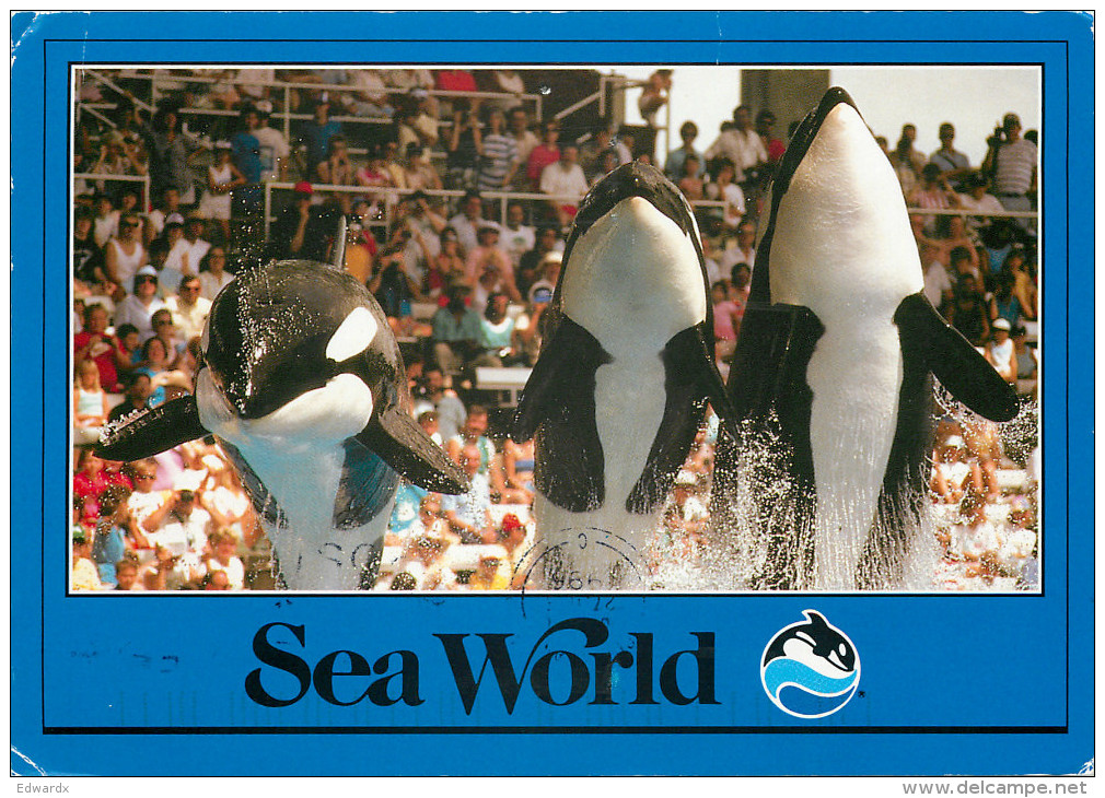 Killer Whales, SeaWorld, Florida, United States US Postcard Posted 1996 Stamp - Orlando