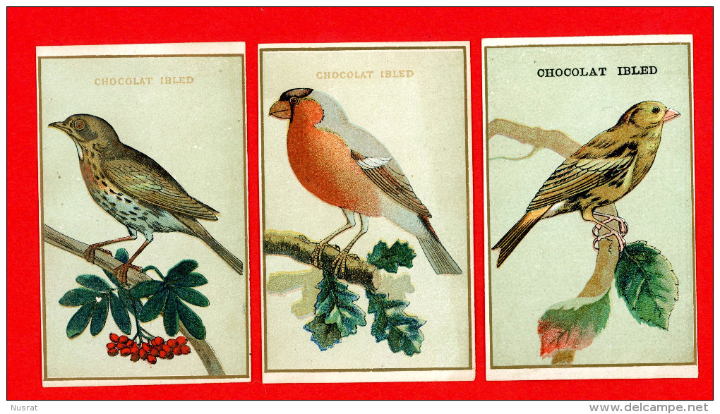 Chocolat Ibled, Lot De 3 Chromos, Oiseaux - Ibled