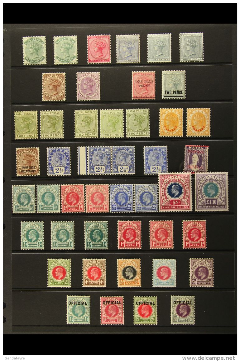 NATAL 1882-1909 MINT COLLECTION On A Stock Page. Includes 1882-89 Set Of All Values Plus Shade Interest, 1885... - Ohne Zuordnung