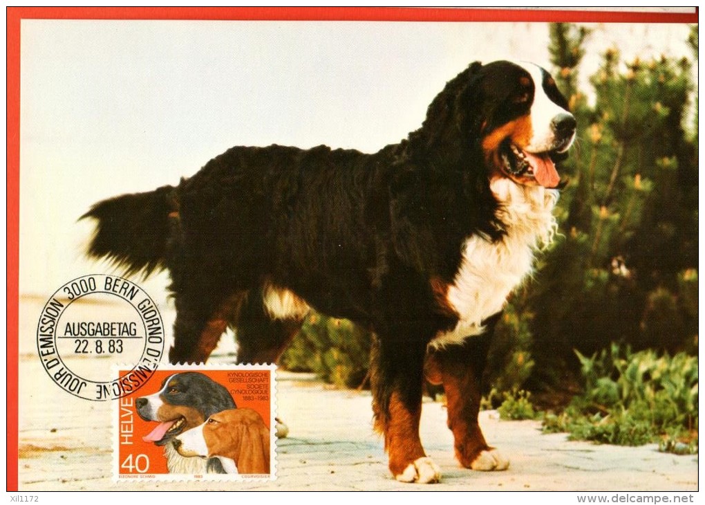 EZ-38c Bouvier Bernois, Carte-Maximum-Karte Avec Date Du Jour D´émission Du Timbre 22.8.83. Berner Sennenhund - Cartes-Maximum (CM)