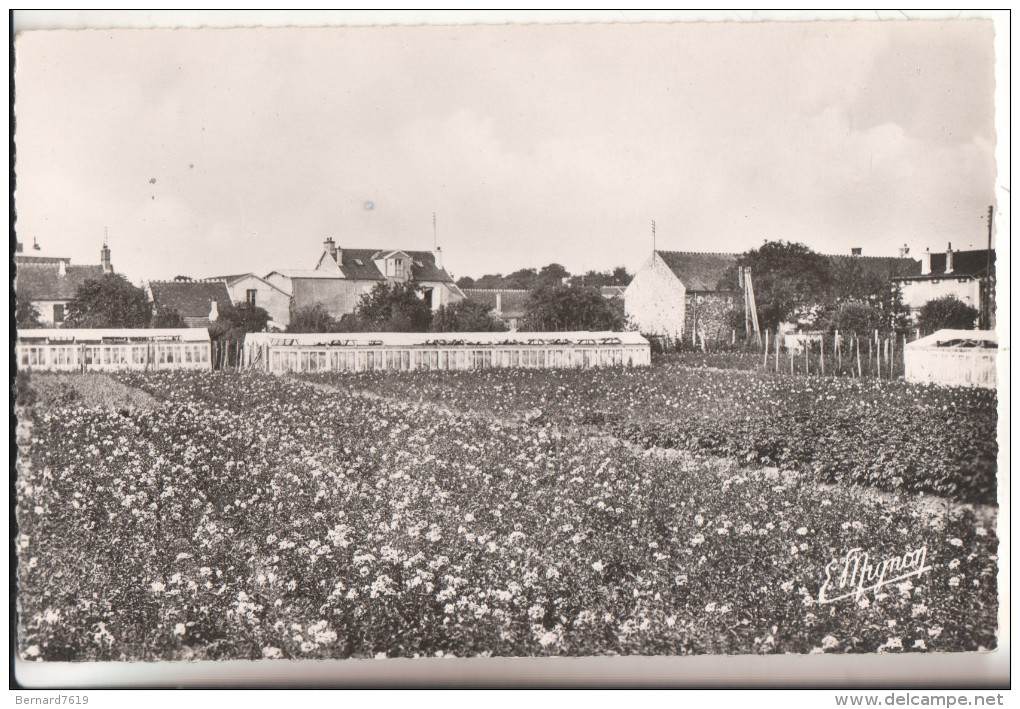 77  Grisy-suisnes Culture De Roses Rosiers Nains - Autres & Non Classés