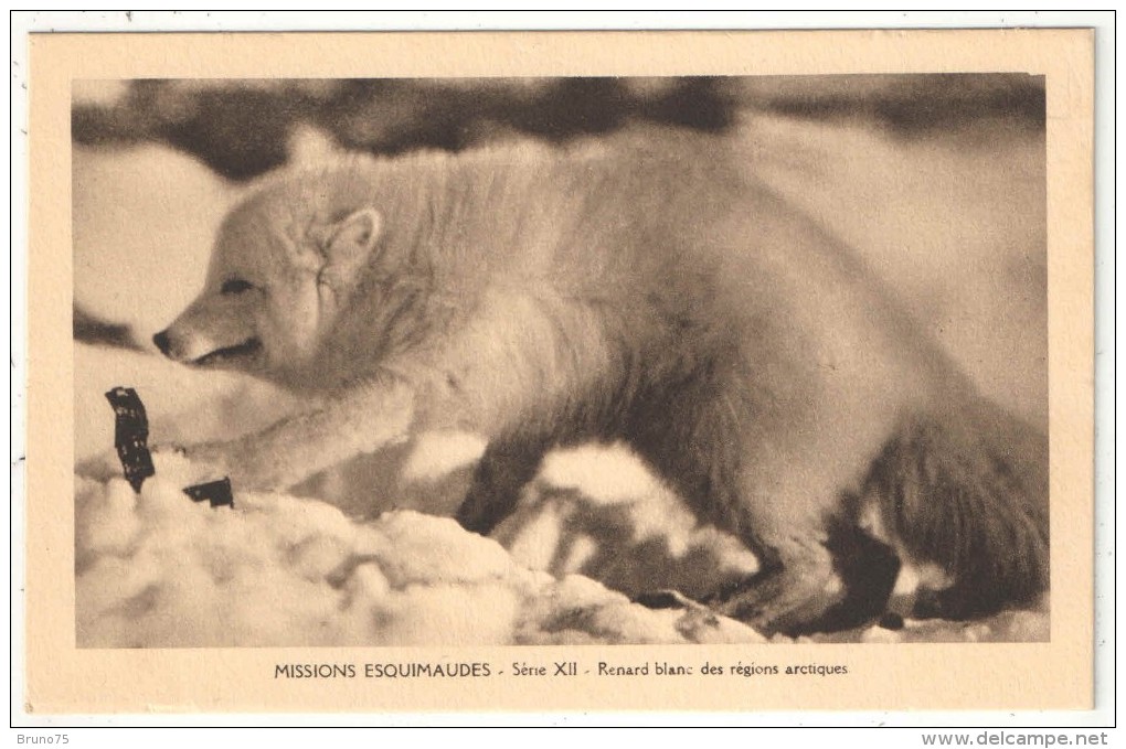 MISSIONS ESQUIMAUDES - Série XII - Renard Blanc Des Régions Arctiques - White Fox - Nunavut