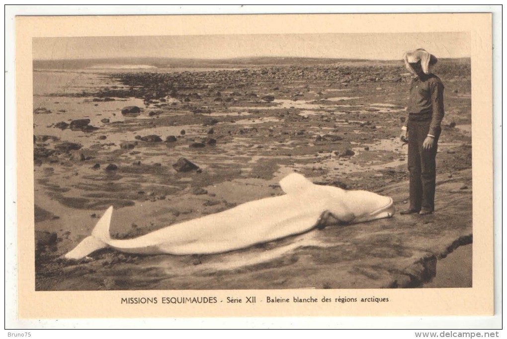 MISSIONS ESQUIMAUDES - Série XII - Baleine Blanche Des Régions Arctiques - White Whale - Nunavut