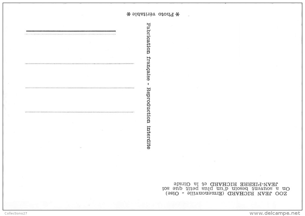 60-ERMENONVILLE- ZOO JEAN RICHARD , LA GIRAFE - Ermenonville
