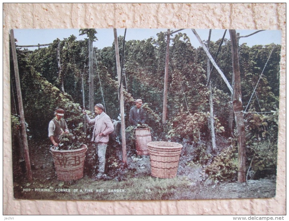 HOP PICKING . CORNER OF A FINE HOP GARDEN . HOUBLON - Sonstige & Ohne Zuordnung