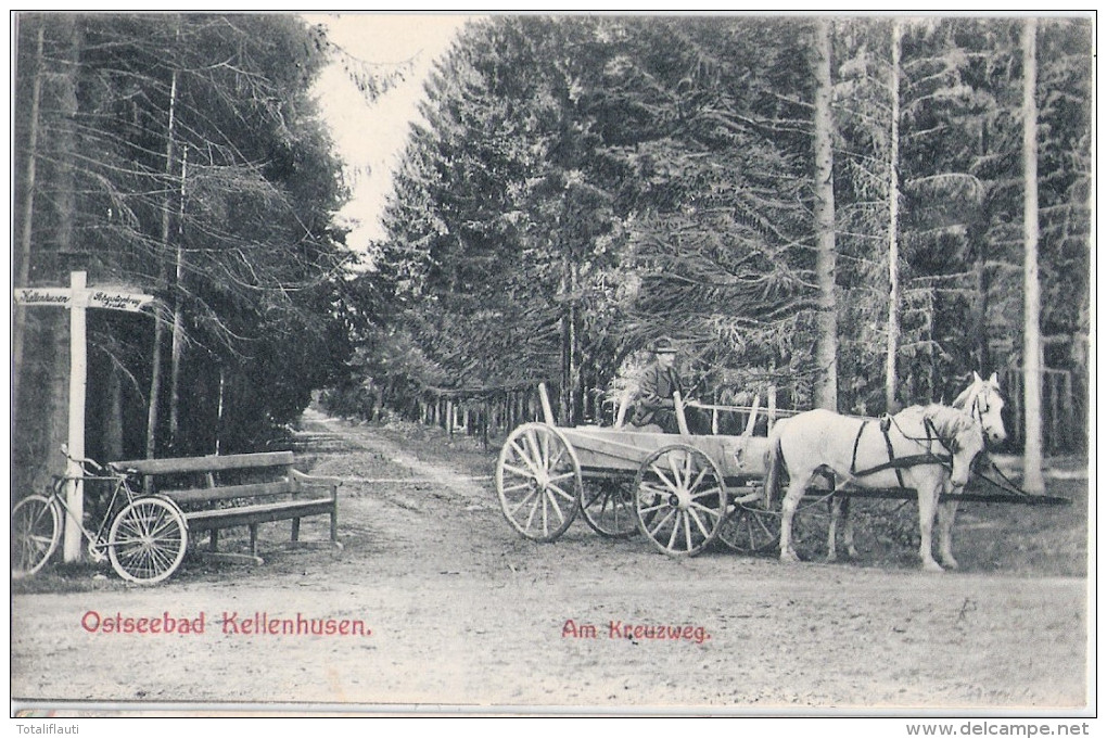 KELLENHUSEN A Kreuzweg Im Wald Fahrrad Am Wegweiser 2 Schimmel Pferde Wagen 7.7.1908 Gelaufen - Kellenhusen