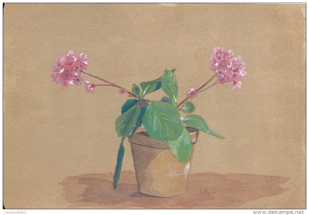 Dessin D´amateur/Gouache/L RACLET/Non Encadré/Fleurs / Oreilles D'Ours/ Vers 1960    GRAV158 - Gouaches